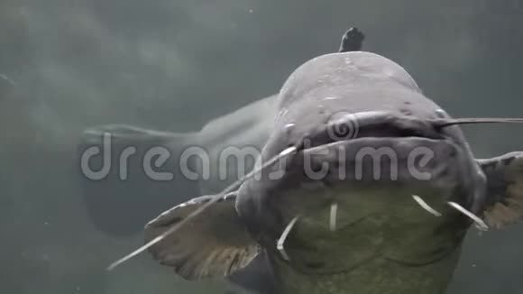 大鲶鱼对着镜头游动张嘴长胡须视频的预览图