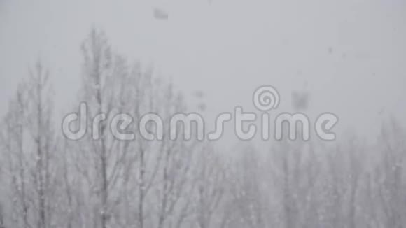 白雪覆盖空树白色的冬天故事视频的预览图