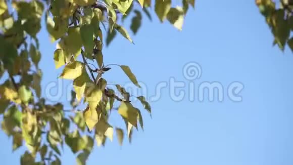 杨树在天空中叶子视频的预览图