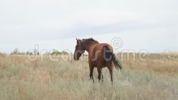 骑着皮带的棕马在镜头前的草地上散步视频的预览图