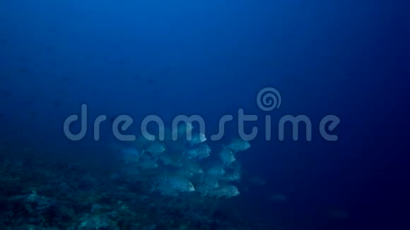 苏丹红海珊瑚大眼视频的预览图