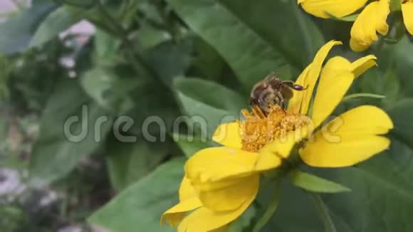 蜜蜂在街上的黄花上移动视频的预览图