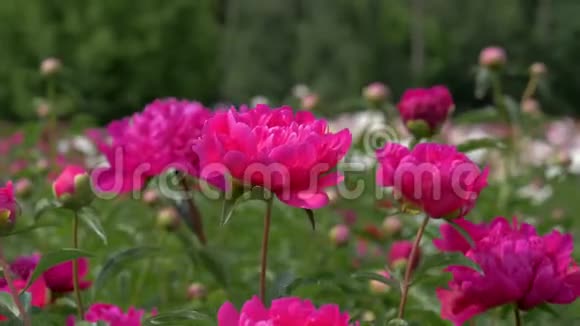 在一片盛开的花丛中特写鲜艳的粉红色牡丹视频的预览图