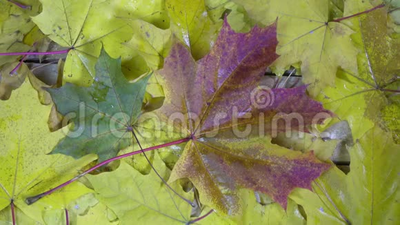 阳光明媚的秋天雨滴落在躺在木地板上的红叶和黄叶上视频的预览图