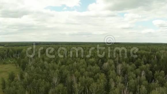 森林在鸟类飞行的高度上空中镜头视频的预览图