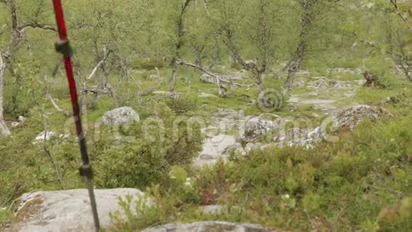 在挪威森林徒步旅行视频的预览图