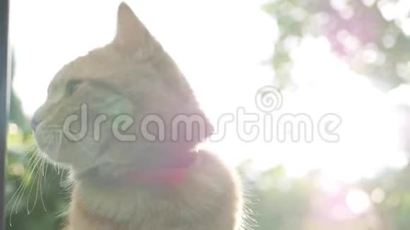日落时红猫躺在花园里的草地上日落时猫在外面玩在阳光下4K视频的预览图