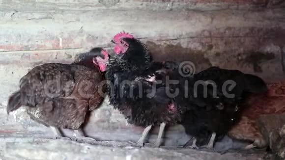 鸡在鸡舍里视频的预览图
