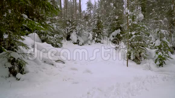 穿衣服的人穿过冬天的森林视频的预览图