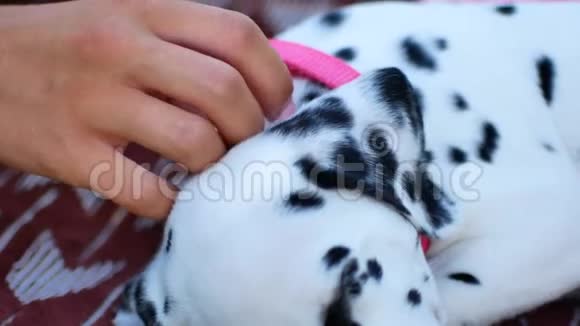 一个女人正在抚摸一只达尔马提亚小狗特写视频的预览图