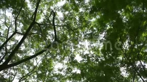 在绿叶树下靠阳光移动视频的预览图