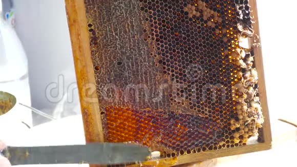 充满流动蜂蜜的细胞视频的预览图