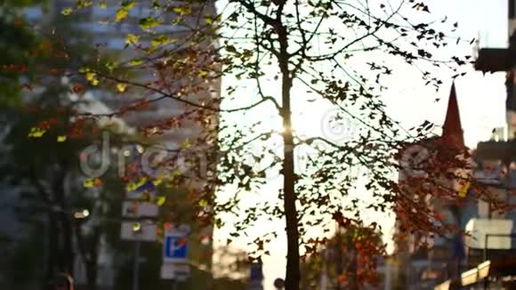 早上在城里阳光透过秋天的树叶视频的预览图