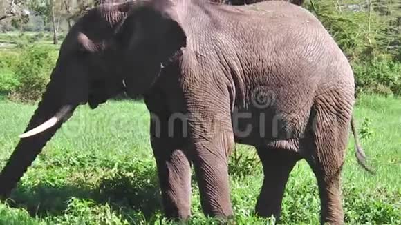 大象吃草侧视视频的预览图