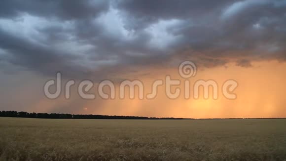 乌云和闪电在夕阳的天空中飞过一片麦田傍晚景观视频的预览图