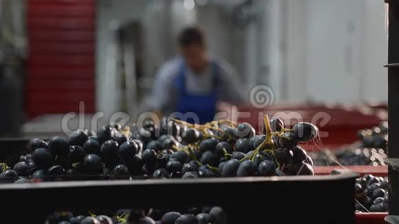 在酒庄生产室用葡萄盒包装背景为工作过程视频的预览图