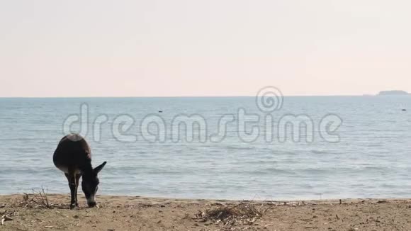 驴子在海滩附近吃草视频的预览图