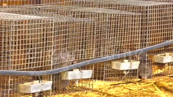 水貂养殖动物保护灰色水貂在一个金属笼子视频的预览图