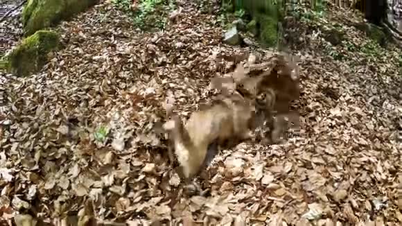 有趣的比格犬在秋叶池游泳视频的预览图