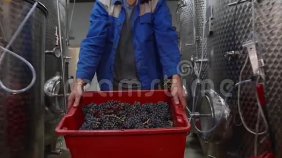 在酿酒厂生产室工人拿着一盒葡萄视频的预览图