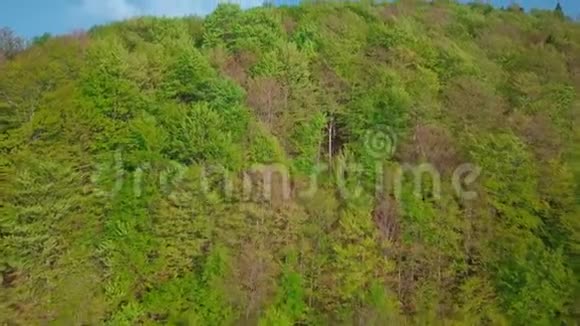 4k无人驾驶飞机射击在夏季的日子里前进到松树林和山谷欧洲阿尔卑斯山室外绿色自然视频的预览图