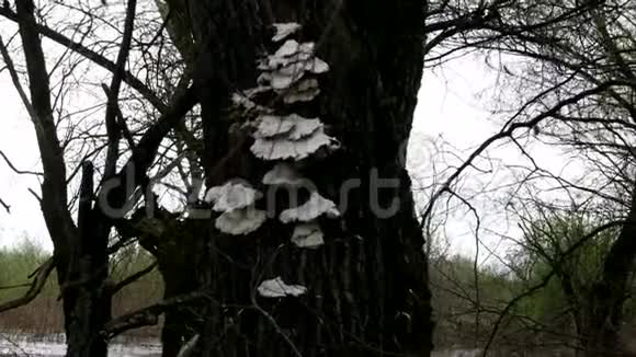 北方的蘑菇树干上的丁字虫视频的预览图