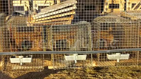 水貂养殖动物保护灰色水貂在一个金属笼子视频的预览图