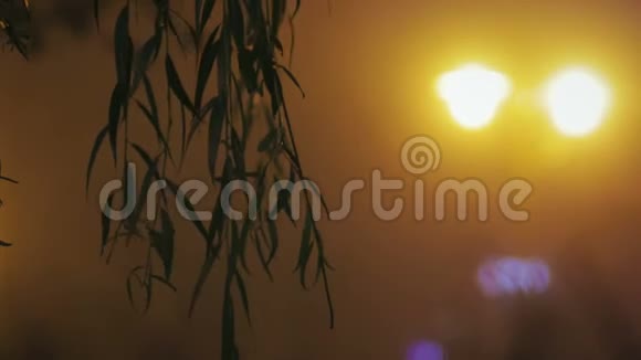 夜晚城市灯光下树叶剪影视频的预览图