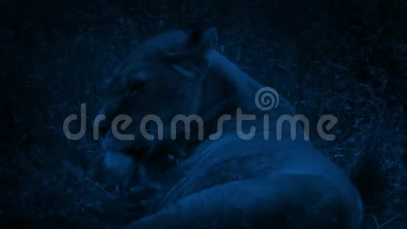 夜晚躺在草地上的狮子视频的预览图