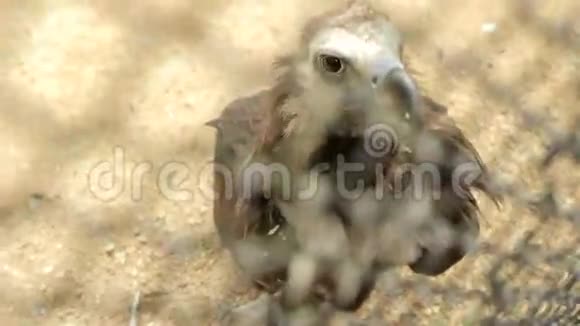 动物园里的秃鹫鸟视频的预览图