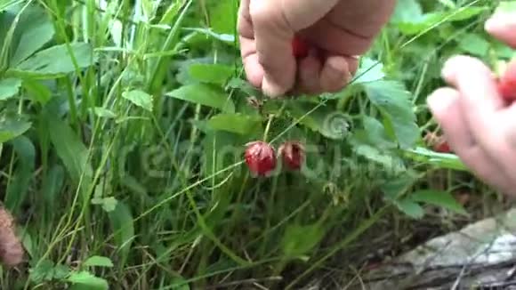 成熟的女人在英国古老的花园里摘草莓视频的预览图