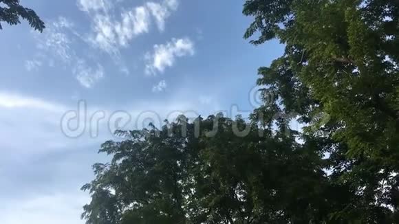 乌鸦成群飞过树梢视频的预览图