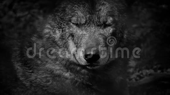 狼咆哮着带着炽热的眼睛抽象视频的预览图
