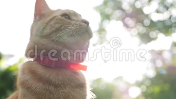 日落时红猫躺在花园里的草地上日落时猫在外面玩在阳光下4K视频的预览图