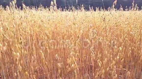 农田里生长的燕麦视频的预览图