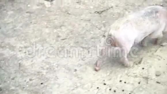 小猪在岩石上放牧视频的预览图