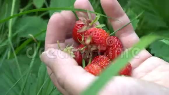 在英国古老的花园夏天女人手捧草莓视频的预览图