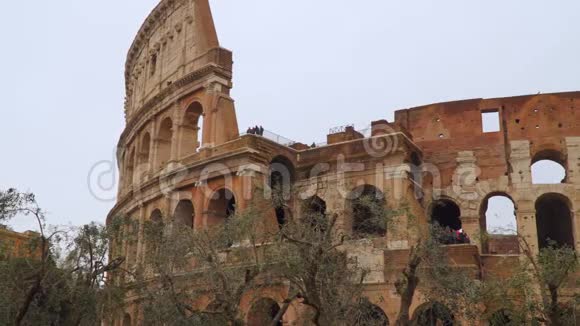 罗马的竞技场前景中有橄榄树视频的预览图