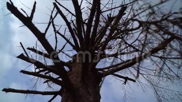 皇冠使树干枯视频的预览图