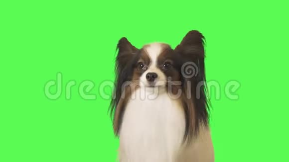 美丽的狗Papillon在绿色背景的股票视频上说话和逃跑视频的预览图