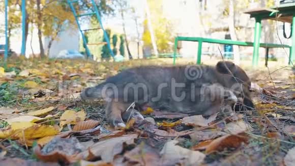 无家可归的小狗伤心地躺在树叶上视频的预览图