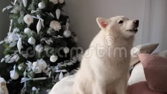 美丽的宠物坐在一个舒适的针织白色格子和树皮附近美丽的装饰圣诞树视频的预览图