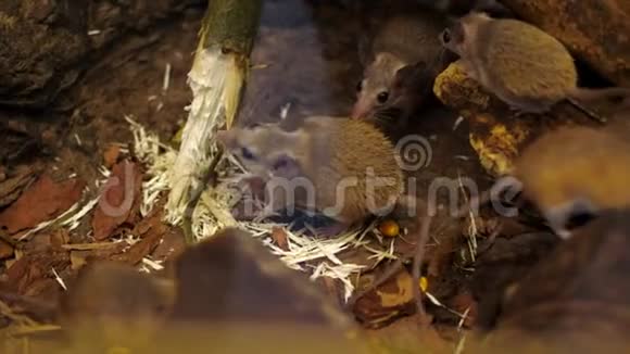 野生森林小老鼠啮齿动物啃一根树枝一棵树上的大自然特写视频的预览图