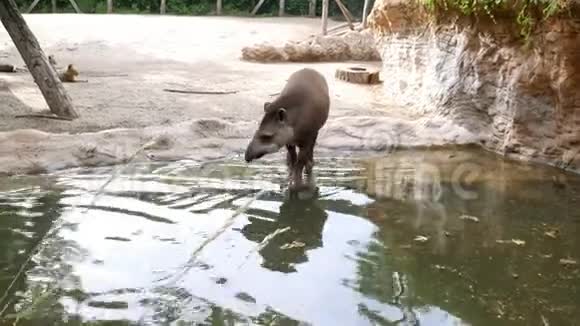 在动物园里在炎热的夏天在水上靠近池塘喝水视频的预览图