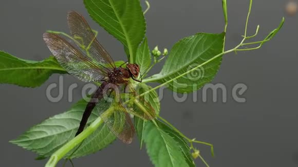 一种植物上的棕色蜻蜓大型蜻蜓视频的预览图
