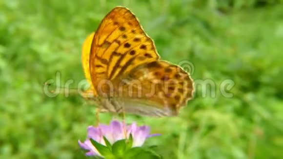 蓟花上银饰的蝴蝶花视频的预览图