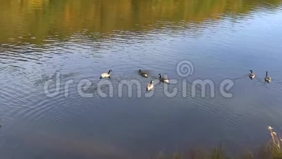 在秋天给坐在山塘上的鸭子放大视频的预览图
