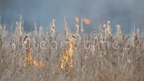 森林草原野火或风暴火的背景大量的干草在火焰中燃烧燃烧视频的预览图