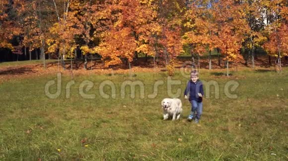 欧洲外表的快乐小男孩正在秋天公园里和一只漂亮的大狗玩耍慢动作视频的预览图
