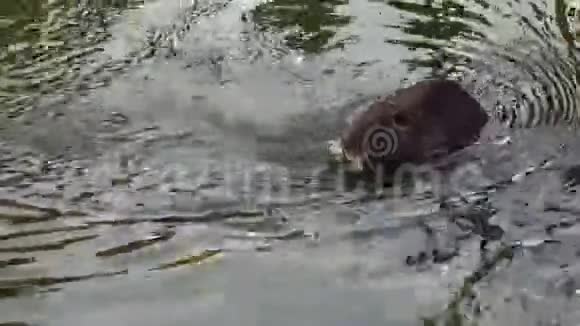 海狸鼠水岩洗涤面视频的预览图